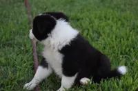 Lilly, a female Border Collie for sale in Bokoshe, OK – 5 of 7