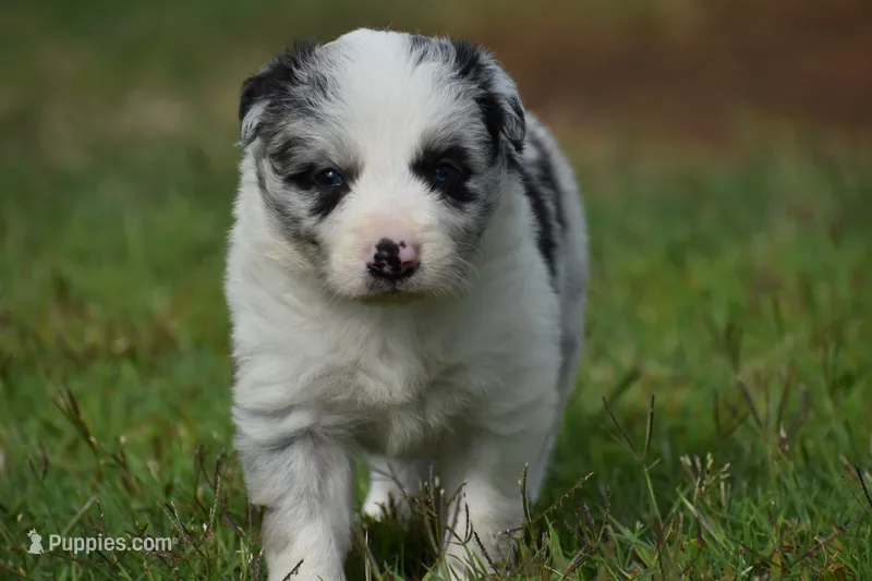 Chet – Border Collie puppy for sale in Bokoshe, OK