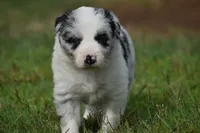 Chet, a male Border Collie for sale in Bokoshe, OK – 1 of 9