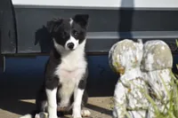 Lilly, a female Border Collie for sale in Bokoshe, OK – 4 of 8
