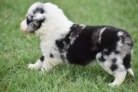 Roo, a male Border Collie for sale in Bokoshe, OK – 4 of 9