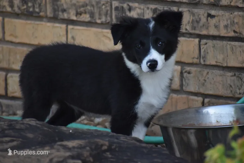 Lilly – Border Collie puppy for sale in Bokoshe, OK