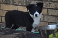 Lilly, a female Border Collie for sale in Bokoshe, OK – 1 of 8