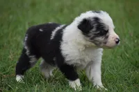 Roo, a male Border Collie for sale in Bokoshe, OK – 8 of 9