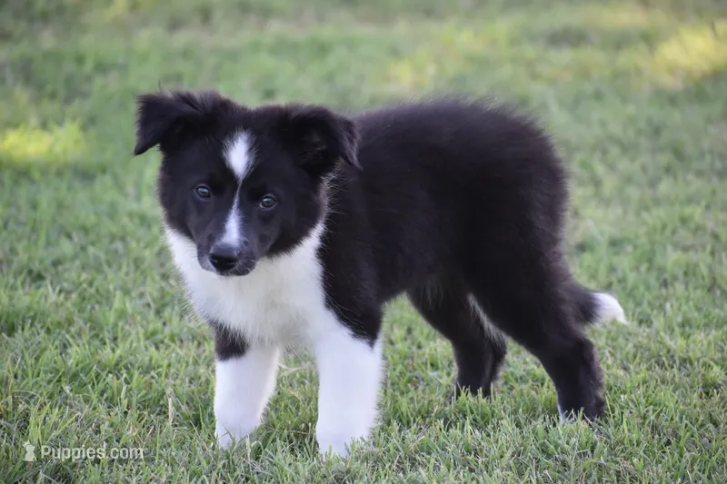 Sadie – Border Collie puppy for sale in Bokoshe, OK