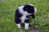 Pepper, a female Border Collie for sale in Bokoshe, OK – Photo 9 of 10