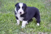 Pepper, a female Border Collie for sale in Bokoshe, OK – Photo 10 of 10