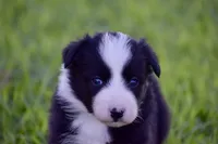 Pepper, a female Border Collie for sale in Bokoshe, OK – Photo 3 of 10