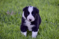 Pepper, a female Border Collie for sale in Bokoshe, OK – Photo 2 of 10