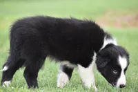 Penny, a female Border Collie for sale in Bokoshe, OK – 6 of 7