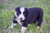 Pepper, a female Border Collie for sale in Bokoshe, OK – Photo 7 of 10