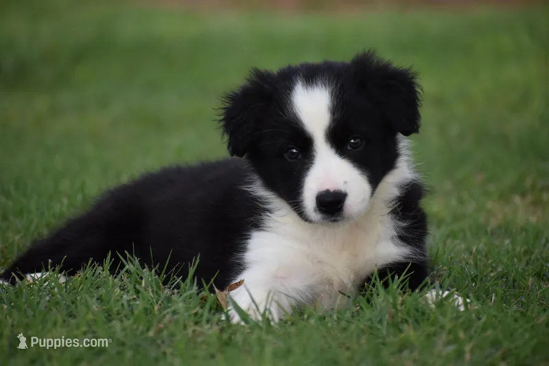 Penny – Border Collie puppy for sale in Bokoshe, OK
