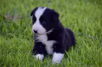 Pepper, a female Border Collie for sale in Bokoshe, OK – Photo 4 of 10