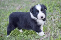 Pepper, a female Border Collie for sale in Bokoshe, OK – Photo 8 of 10