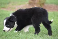 Penny, a female Border Collie for sale in Bokoshe, OK – 7 of 7