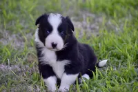 Pepper, a female Border Collie for sale in Bokoshe, OK – Photo 6 of 10