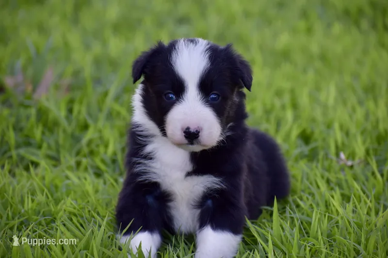 Pepper – Border Collie puppy for sale in Bokoshe, OK