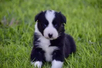 Pepper, a female Border Collie for sale in Bokoshe, OK – Photo 1 of 10