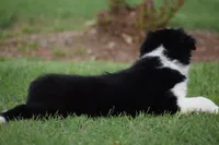 Penny, a female Border Collie for sale in Bokoshe, OK – 5 of 7