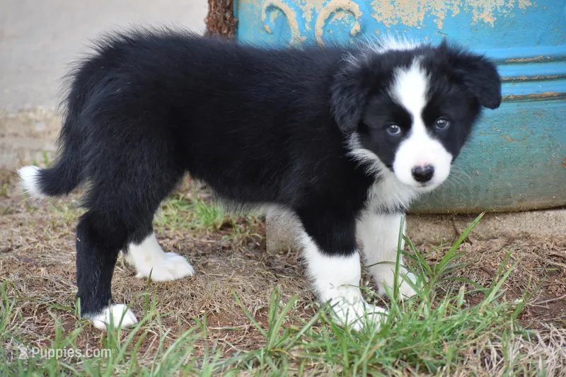 Pepper – Border Collie puppy for sale in Bokoshe, OK