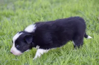 Pepper, a female Border Collie for sale in Bokoshe, OK – Photo 5 of 10