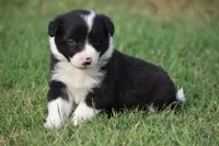 Lilly, a female Border Collie for sale in Bokoshe, OK – 2 of 8