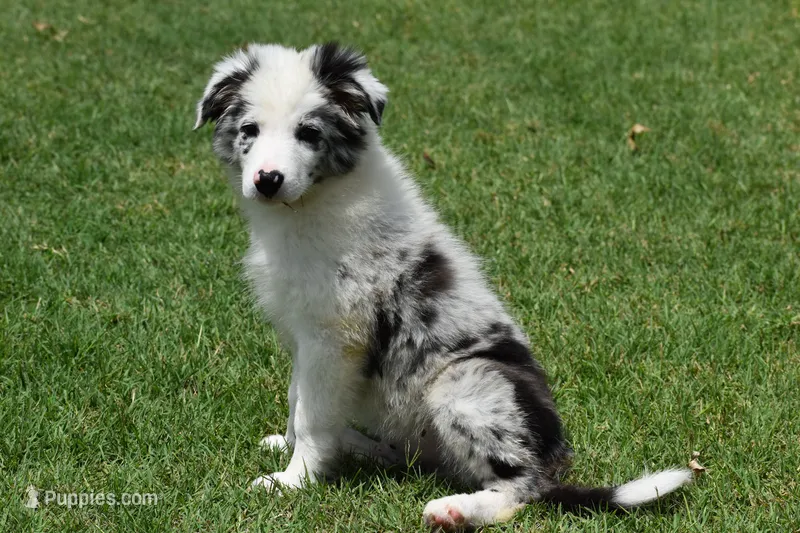 Bo – Border Collie puppy for sale in Bokoshe, OK