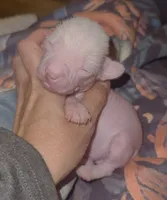 Gizmo, a male Chinese Crested for sale in Myrtle Beach, SC – 6 of 10