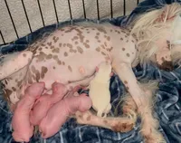 Dolly, a female Chihuahua and Chinese Crested for sale in Myrtle Beach, SC – Photo 8 of 10