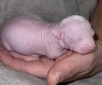 Dolly, a female Chihuahua and Chinese Crested for sale in Myrtle Beach, SC – Photo 1 of 10