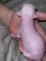 Dolly, a female Chihuahua and Chinese Crested for sale in Myrtle Beach, SC – Photo 6 of 10