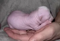 Dolly, a female Chihuahua and Chinese Crested for sale in Myrtle Beach, SC – Photo 7 of 10