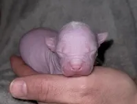 Dolly, a female Chihuahua and Chinese Crested for sale in Myrtle Beach, SC – Photo 2 of 10