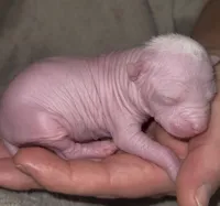 Dolly, a female Chihuahua and Chinese Crested for sale in Myrtle Beach, SC – Photo 5 of 10