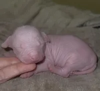 Hairless Clyd, a male Chihuahua and Chinese Crested for sale in Myrtle Beach, SC – Photo 7 of 8