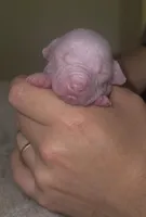 Hairless Clyd, a male Chihuahua and Chinese Crested for sale in Myrtle Beach, SC – Photo 8 of 8