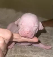 Hairless Clyd, a male Chihuahua and Chinese Crested for sale in Myrtle Beach, SC – Photo 4 of 8