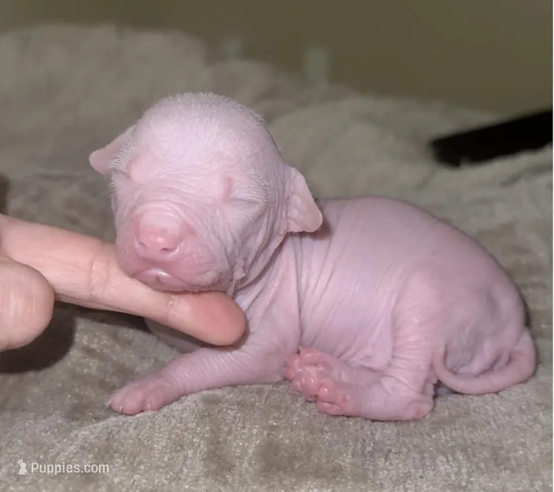 Hairless Clyd – Chihuahua, Chinese Crested puppy for sale in Myrtle Beach, SC