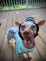 Hairless Clyd, a male Chihuahua and Chinese Crested for sale in Myrtle Beach, SC – Photo 6 of 8