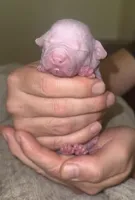 Hairless Clyd, a male Chihuahua and Chinese Crested for sale in Myrtle Beach, SC – Photo 3 of 8