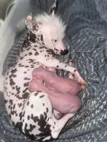 Hairless Clyd, a male Chihuahua and Chinese Crested for sale in Myrtle Beach, SC – Photo 5 of 8