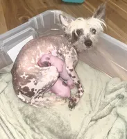 Pugsly, a male Chinese Crested for sale in Myrtle Beach, SC – 8 of 8