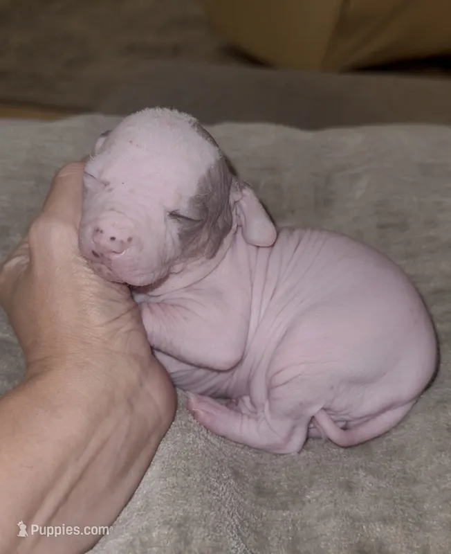 Pugsly – Chinese Crested puppy for sale in Myrtle Beach, SC