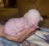 Gizmo, a male Chinese Crested for sale in Myrtle Beach, SC – 5 of 10