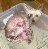 Pugsly, a male Chinese Crested for sale in Myrtle Beach, SC – 7 of 8
