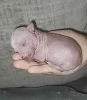 Tiny Tweedy, a female Chinese Crested for sale in Myrtle Beach, SC – Photo 4 of 9