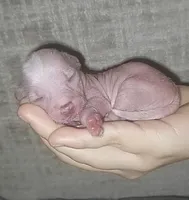 Tiny Tweedy, a female Chinese Crested for sale in Myrtle Beach, SC – Photo 6 of 9