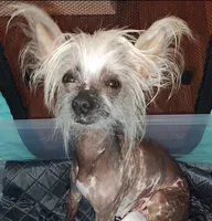 Tiny Tweedy, a female Chinese Crested for sale in Myrtle Beach, SC – Photo 8 of 9