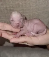 Tiny Tweedy, a female Chinese Crested for sale in Myrtle Beach, SC – Photo 1 of 9
