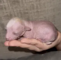 Tiny Tweedy, a female Chinese Crested for sale in Myrtle Beach, SC – Photo 5 of 9